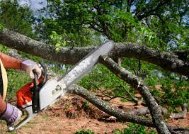 Best Hazardous Tree Removal  in Buellton, CA