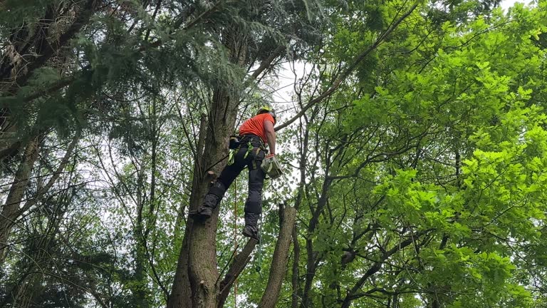 Seasonal Cleanup (Spring/Fall) in Buellton, CA